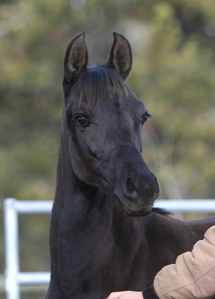 Black Arabian filly by Triton BP