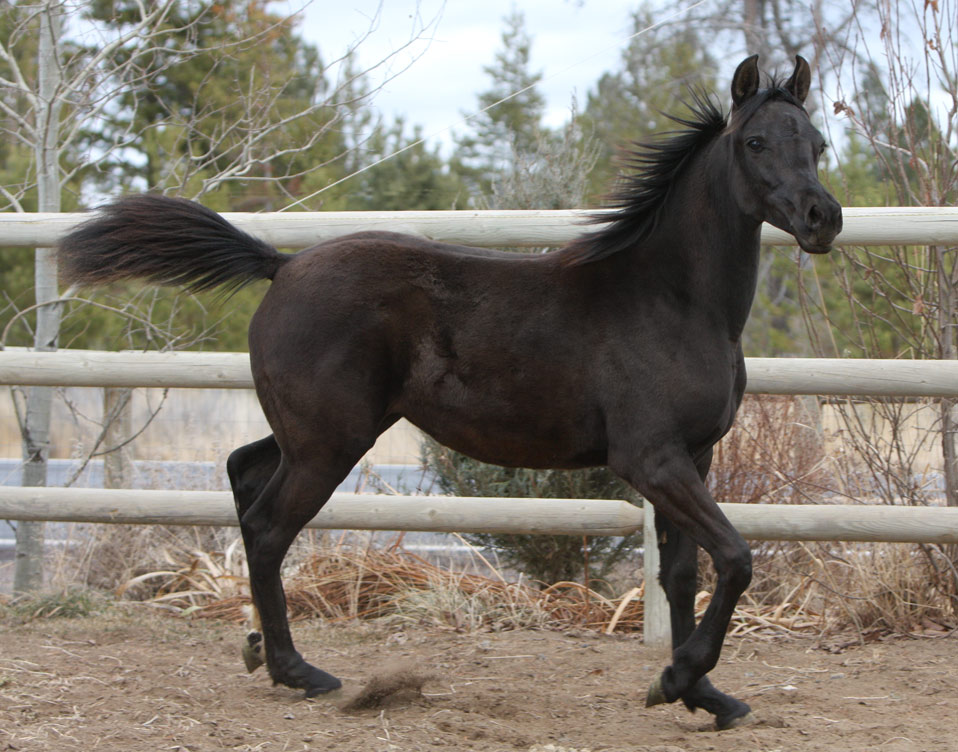 Black Arabian fillt by Triton BP