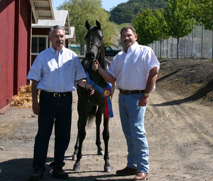 Black Arabian filly by Trevallon