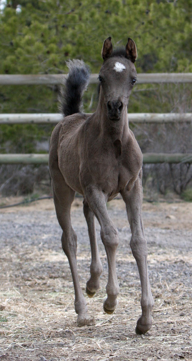 Black Arabian filly by Triton BP