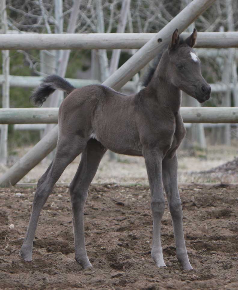 Black Arabian Filly by Triton BP