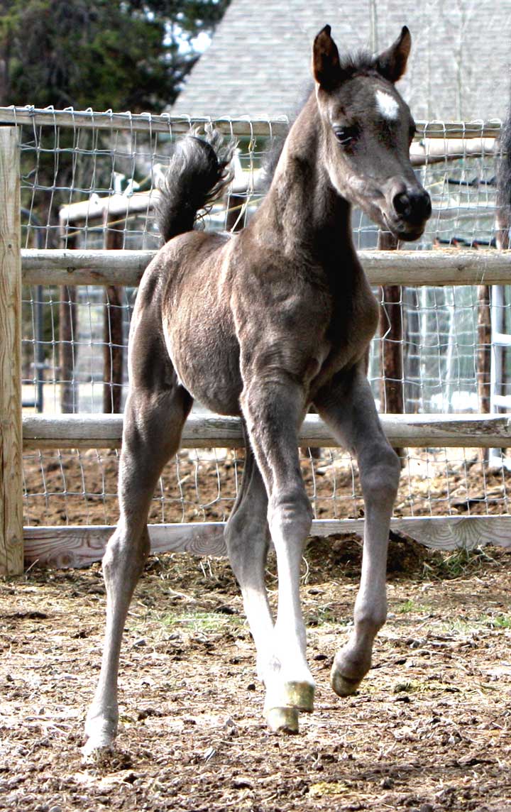 Black Arabian Filly by Triton BP