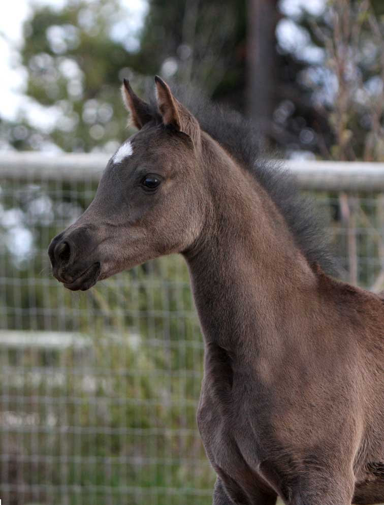 Black Arabian filly by Triton BP