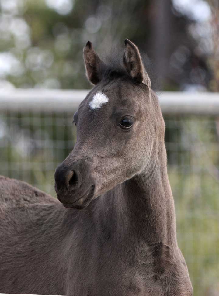 Black Arabian filly by Triton BP