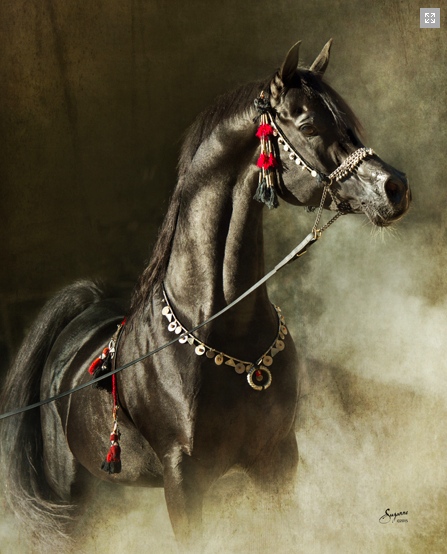 Black stallion