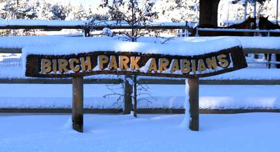 Birch Park Black Arabian Horses