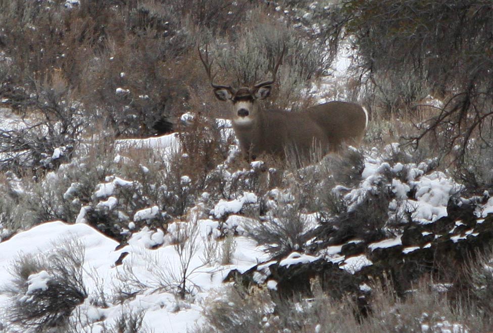 Big mule deer buck