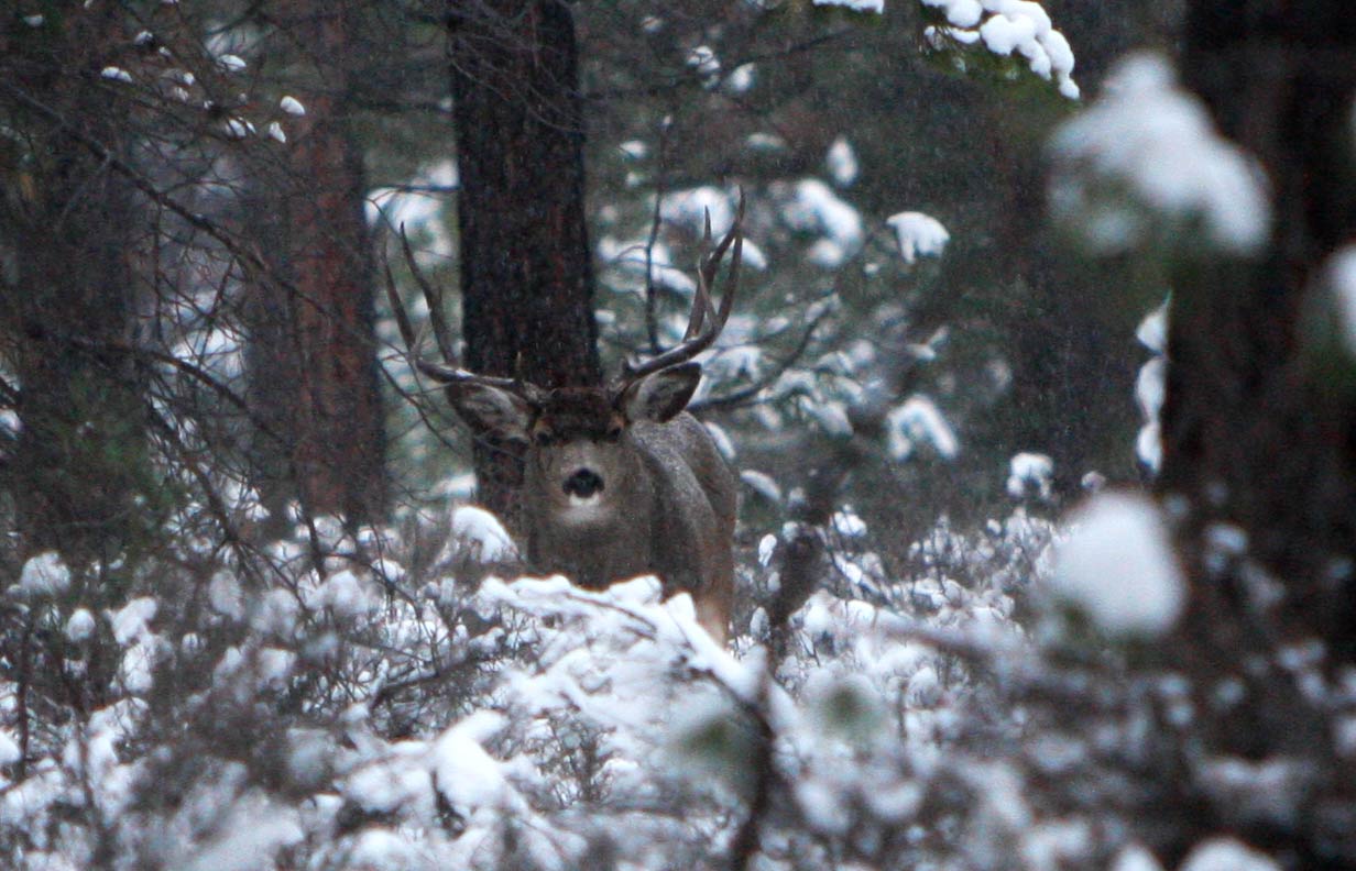 big mule deer buck near La Pine