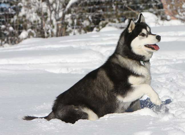 Calleigh, our Siberian Husky female