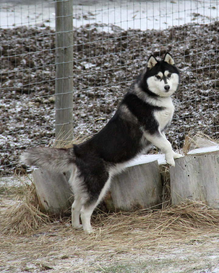 Our Siberian husky, Calleigh