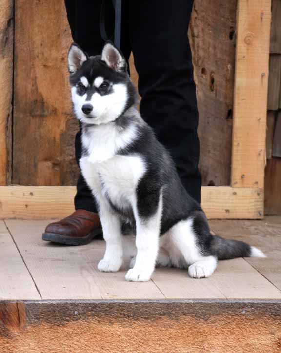 Calleigh a female Siberian Husky puppy