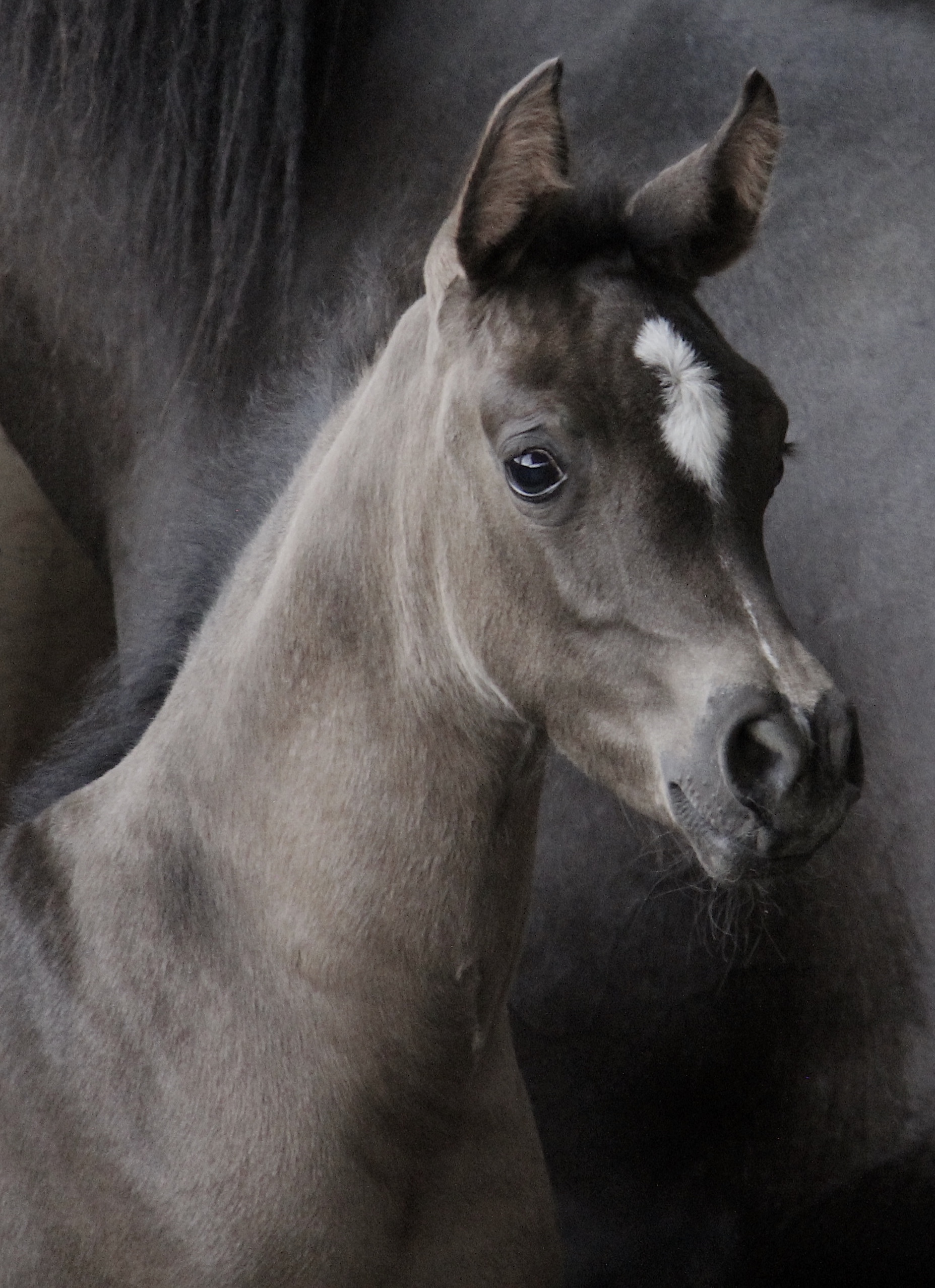 Homozygous black filly by Om El Maximus