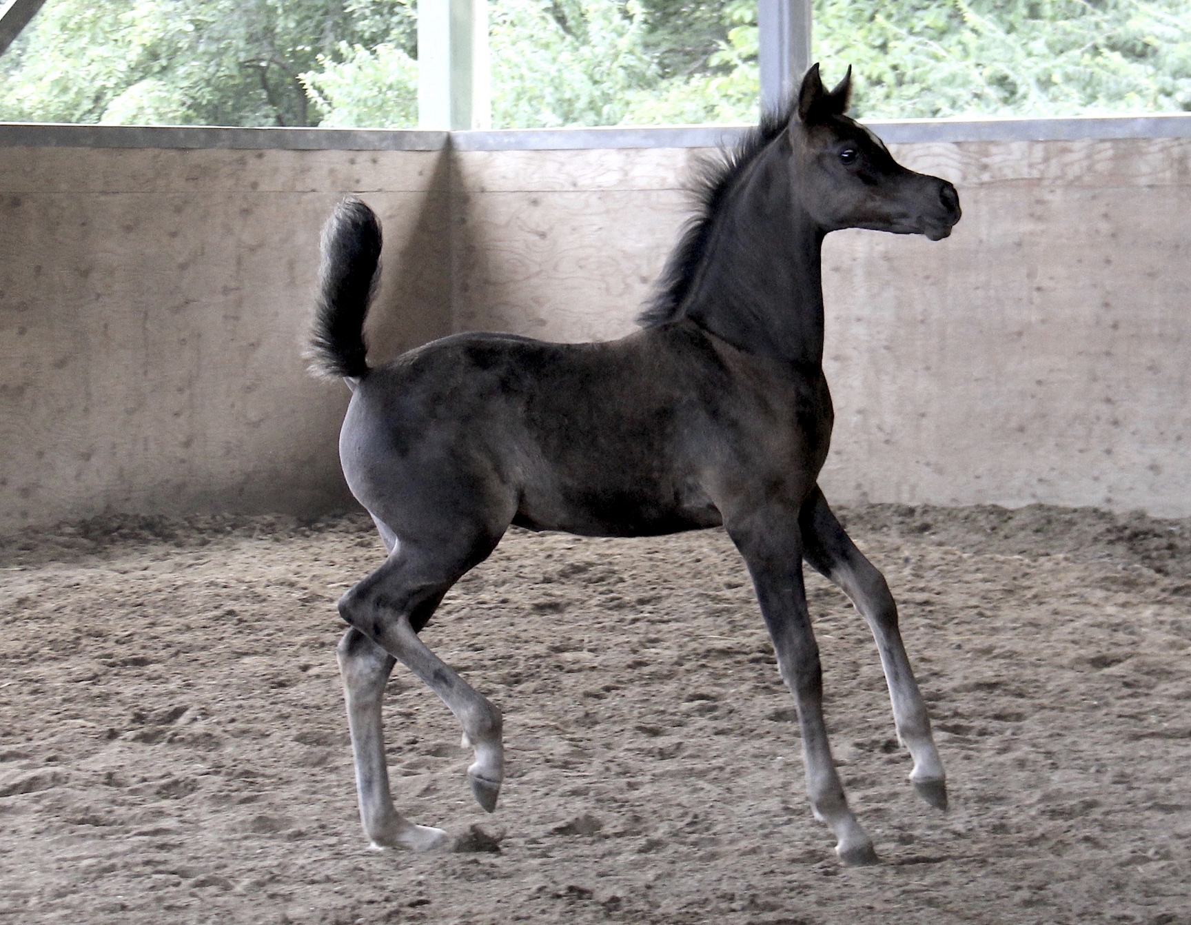 Homozygous black filly by Om El Maximus