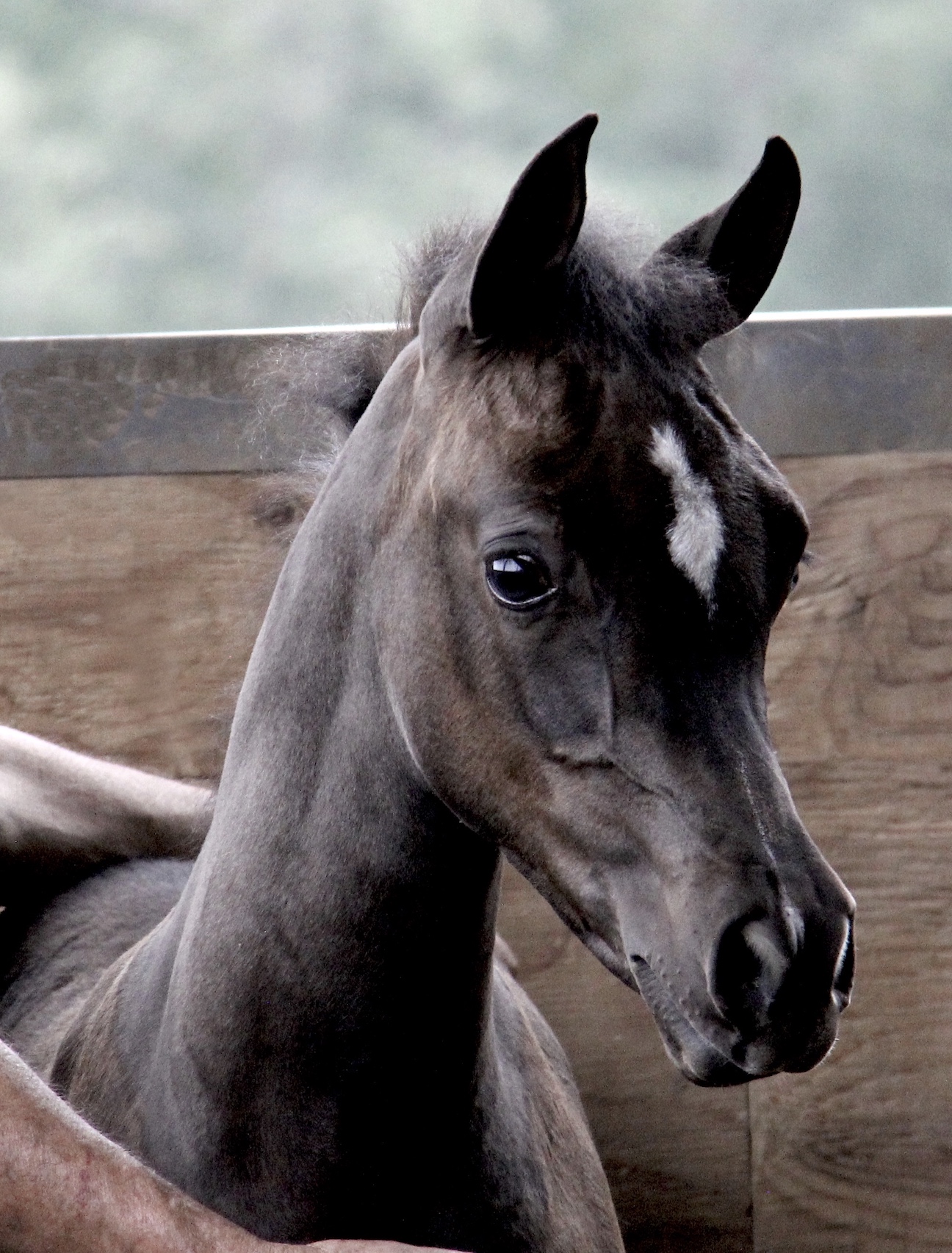 Homozygous Black Filly by Om El Maximus