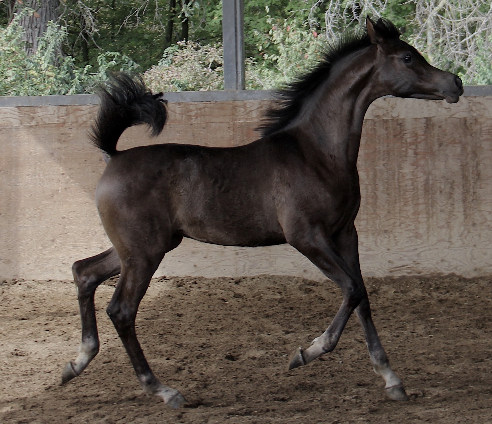 Homozygous black
filly by Om El Maximus