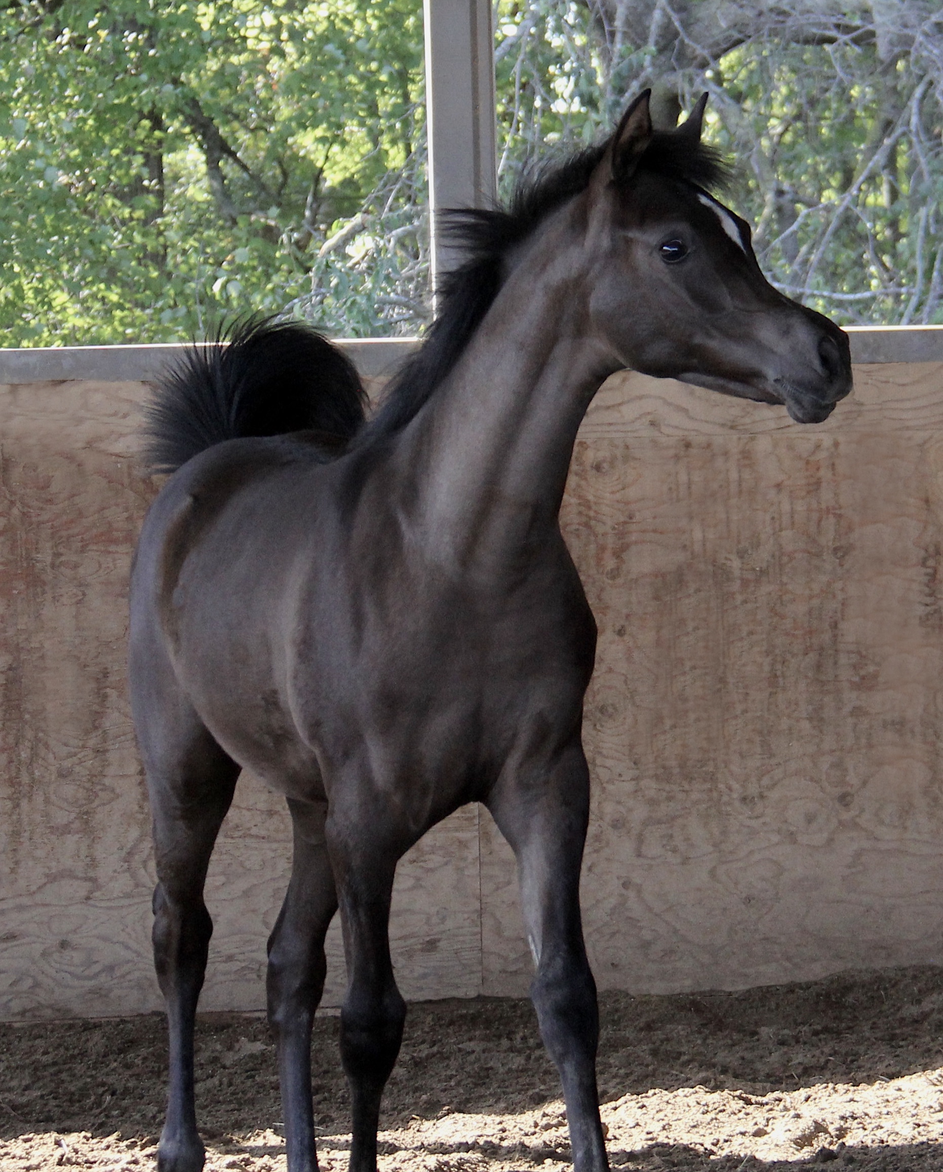 Homozygous black
filly by Om El Maximus