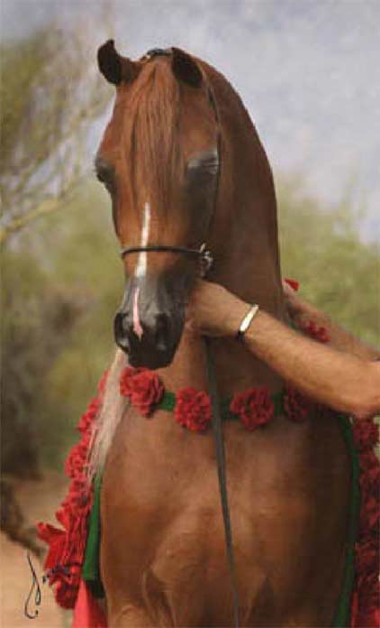 Ames Charisma, sire of Jasmine BAF
