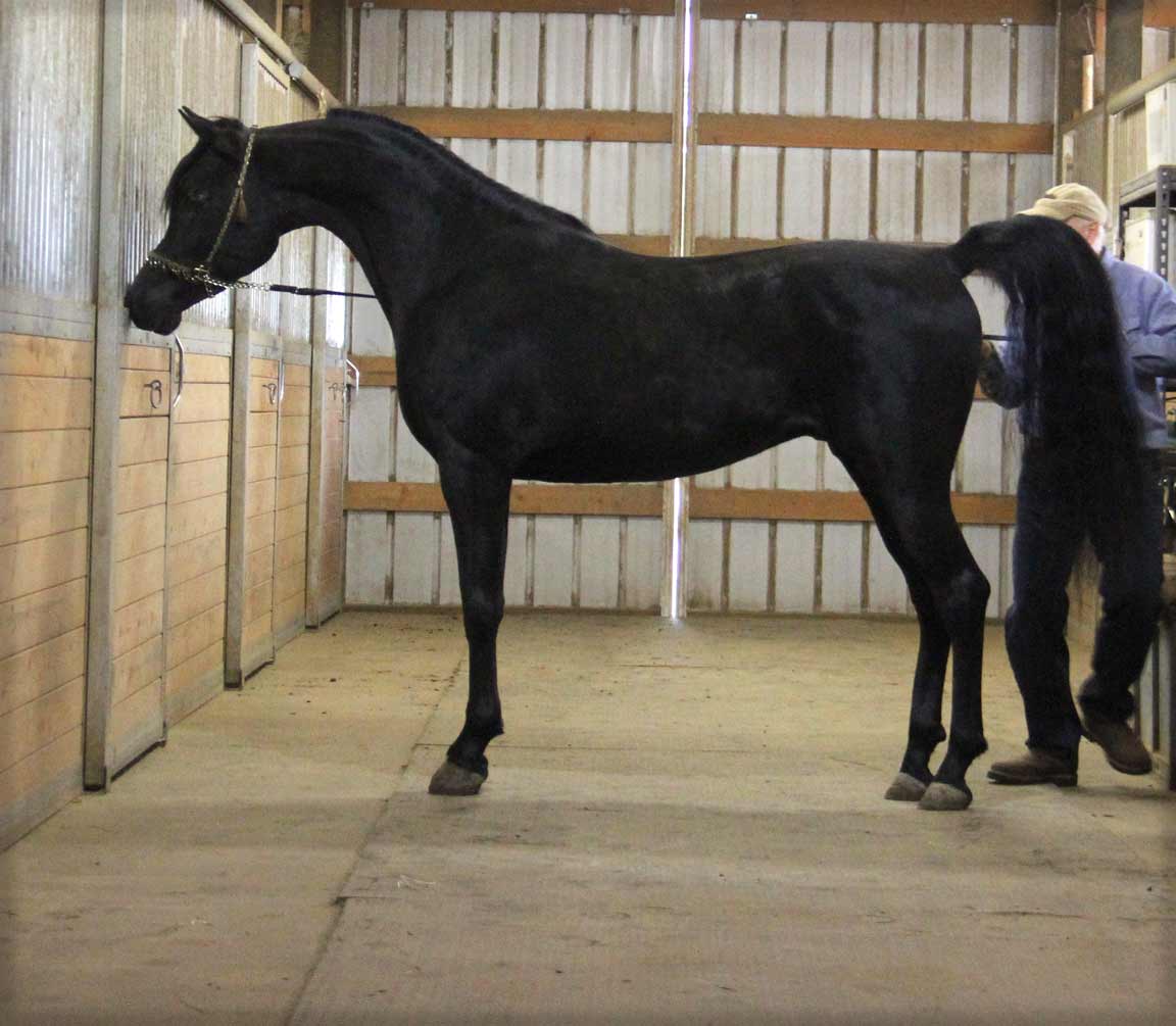 Homozygous black stallion, HF Creed by Ferric BP