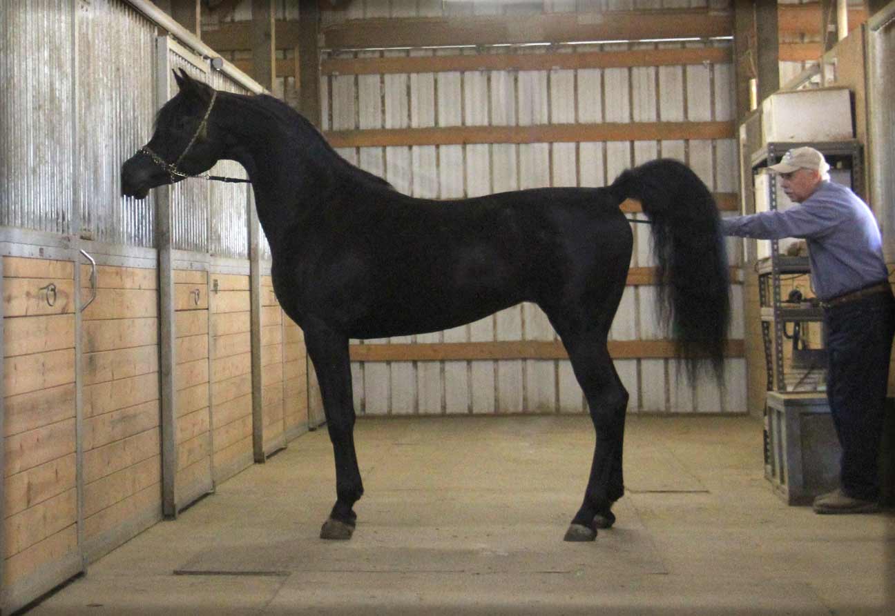 Homozygous black Arabian stallion, HF Creed, by Ferric BP