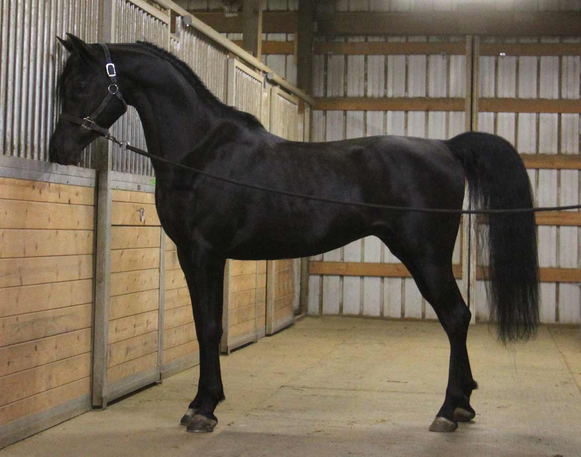 Homozygous
                                            black stallion, HF Creed