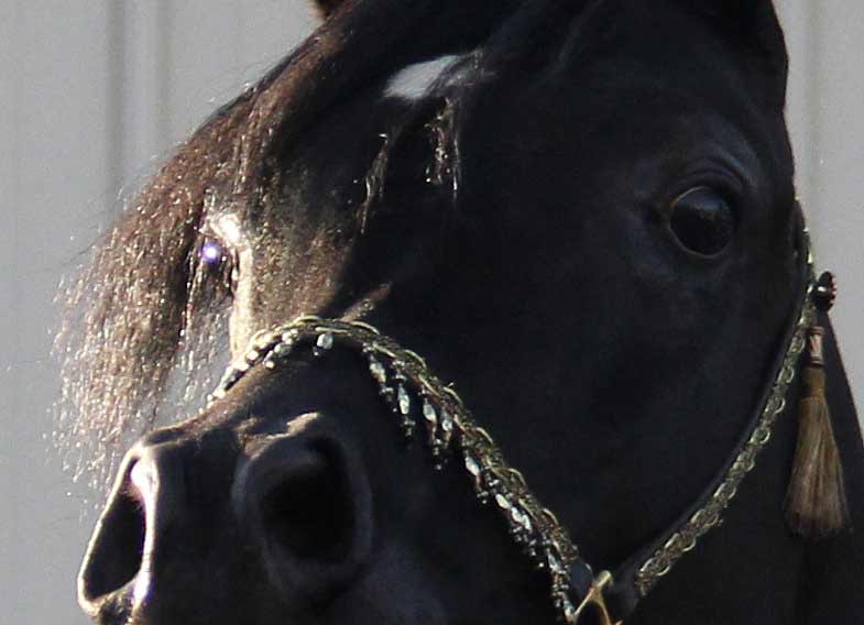 HF Creed by Ferric BP, homozygous black
                  stallion