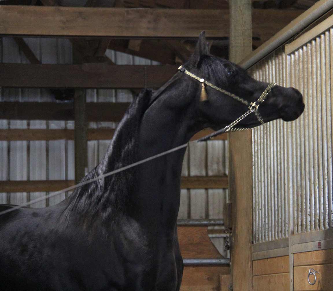 Homozygous black stallion HF Creed