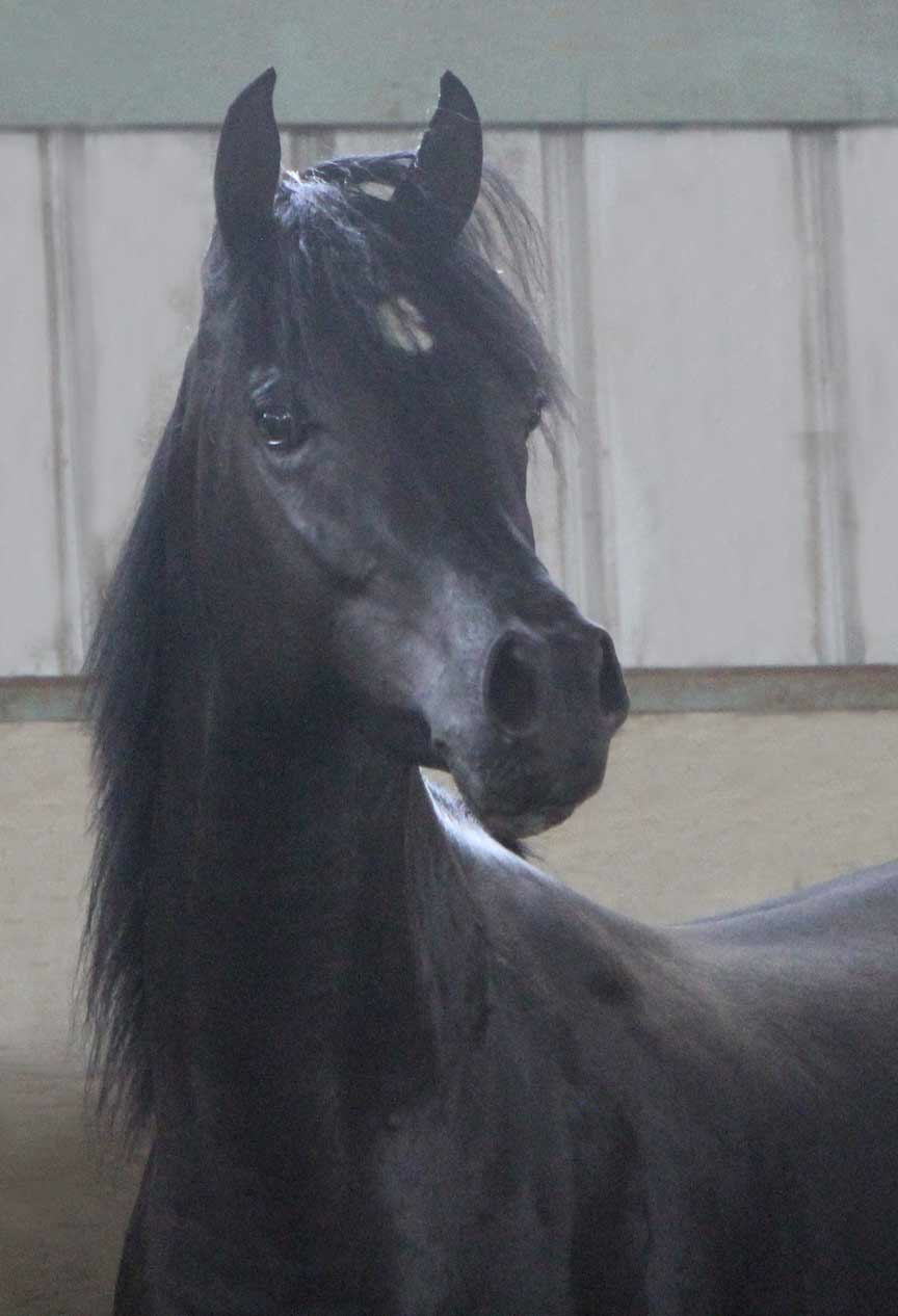 homozygous black Arabian stallion, HF Creed