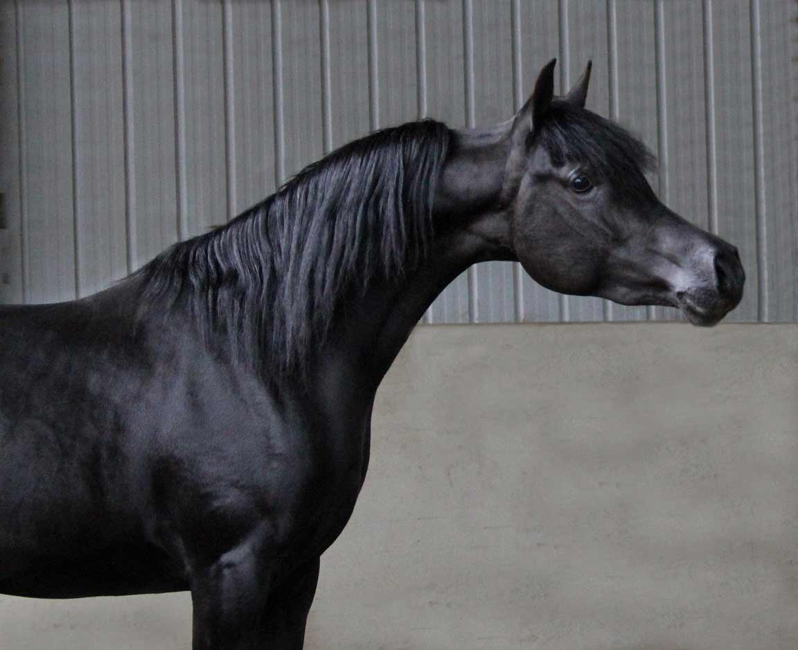HF Creed by Ferric BP, homozygous black stallion