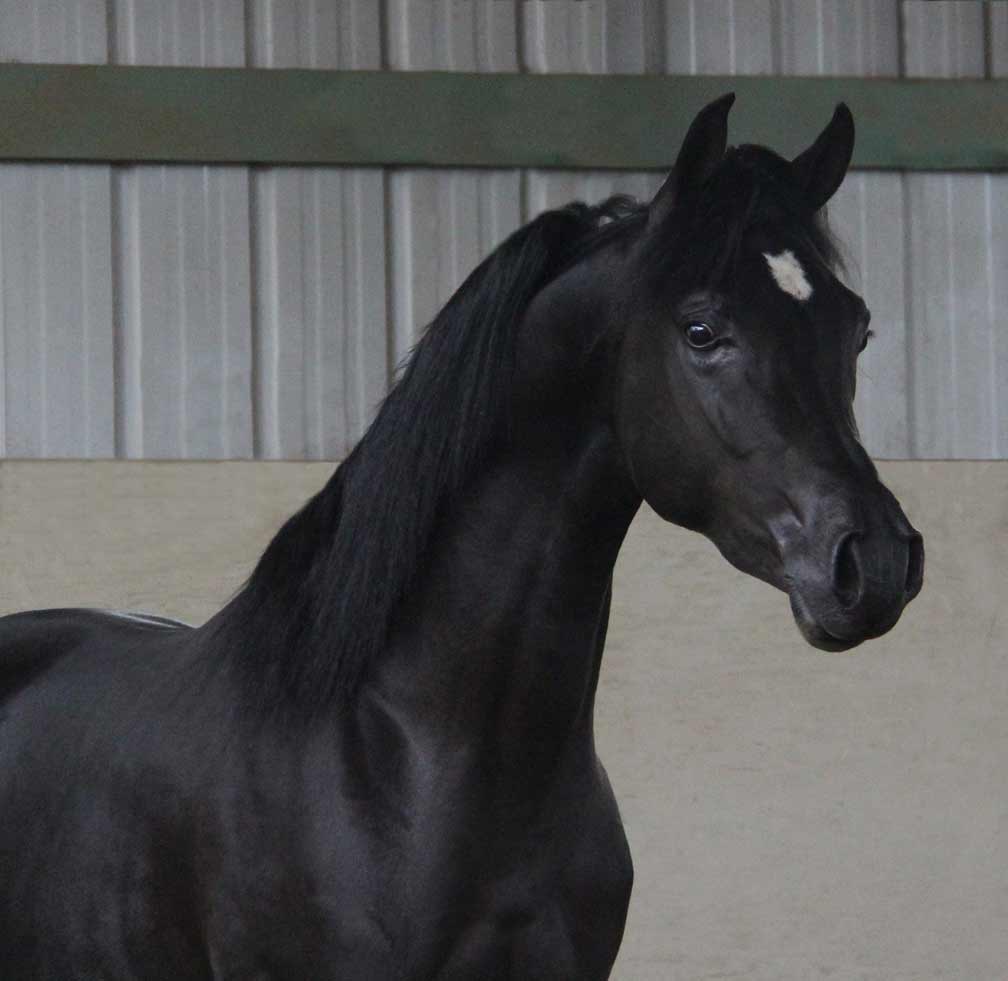 Black colt HF Creed by Ferric BP