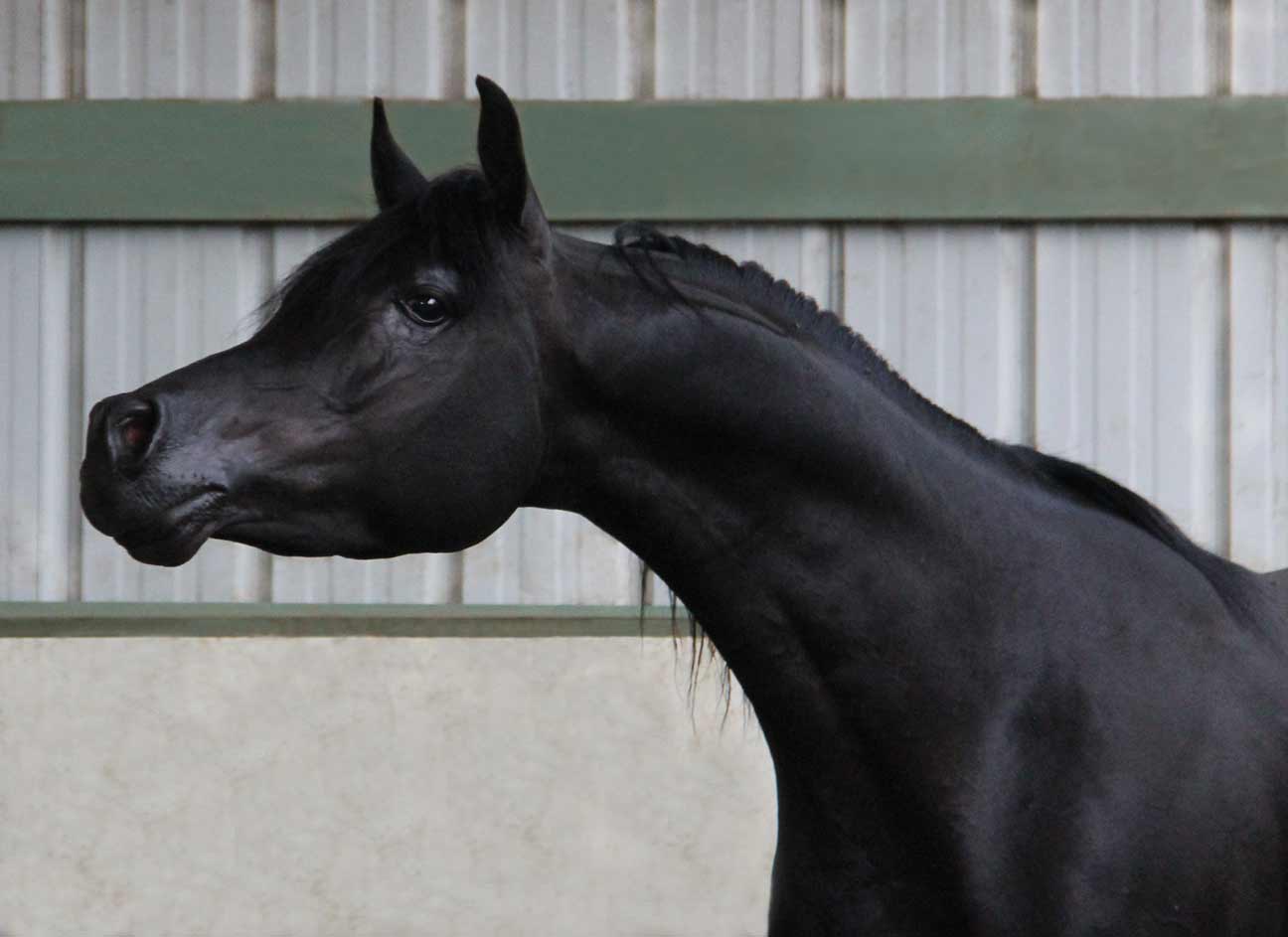 Homozygous black stallion HF Creed