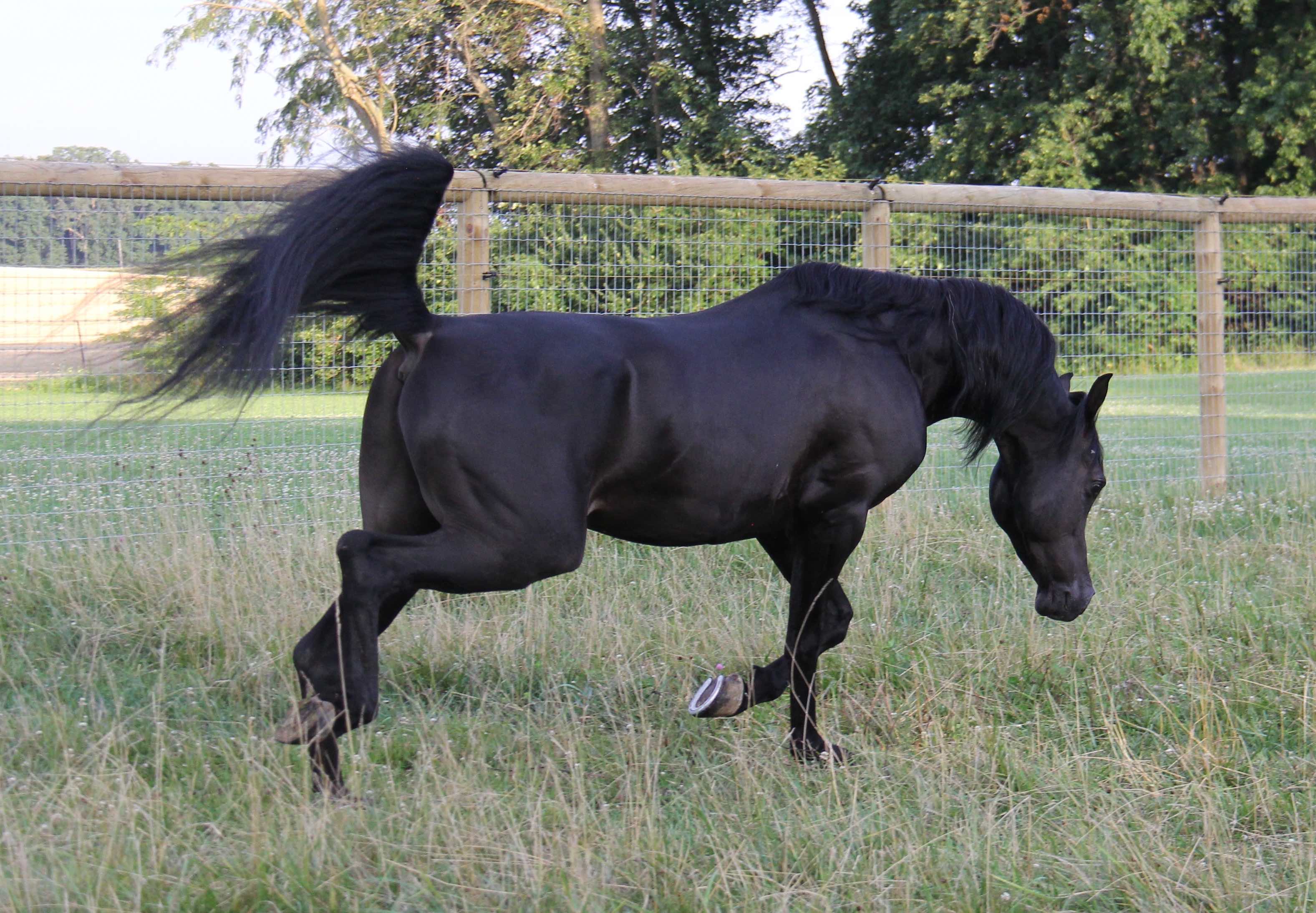 Homozygous black Arabian                                                          stallion HF                                                          Creed by                                                          Ferric BP