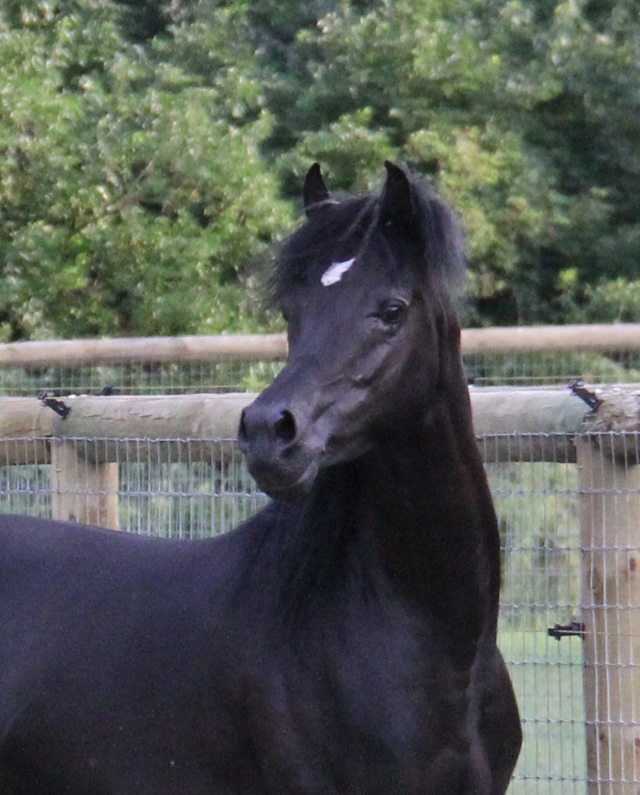 Homozygous black Arabian stallion HF Creed by
Ferric BP