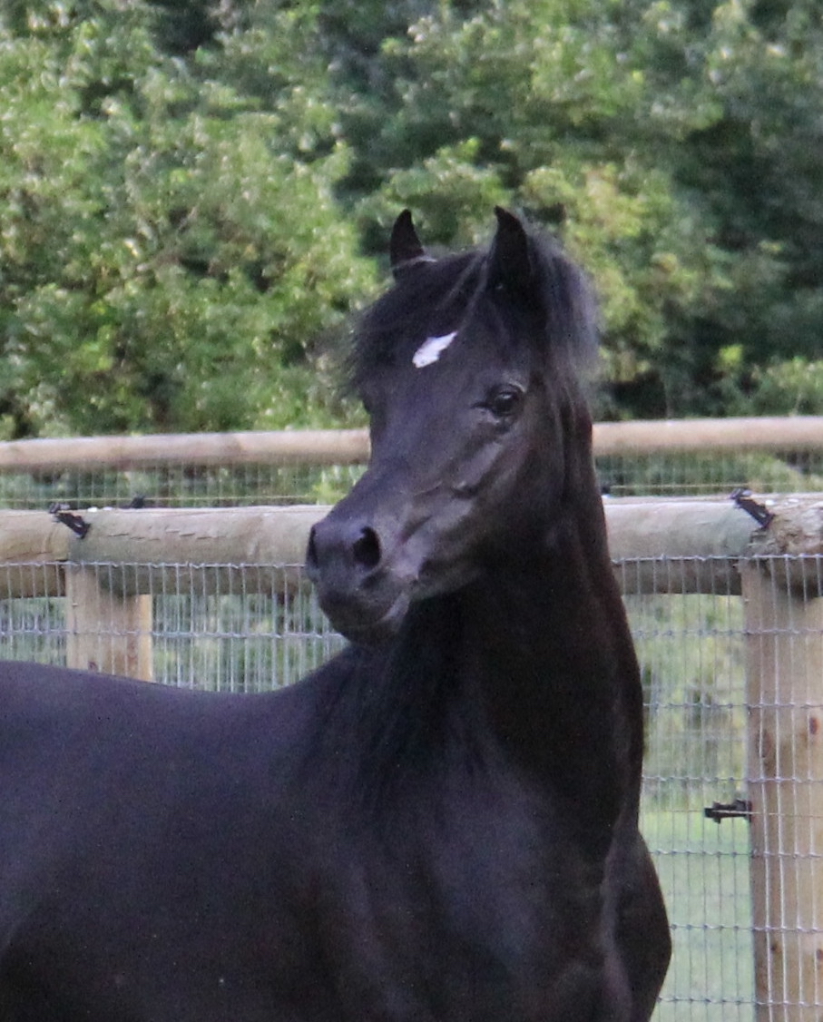 Homozygous black Arabian
                                                          stallion HF
                                                          Creed by
                                                          Ferric BP