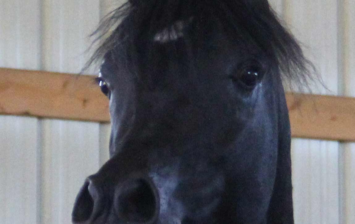 HF Creed, homozygous black stallion