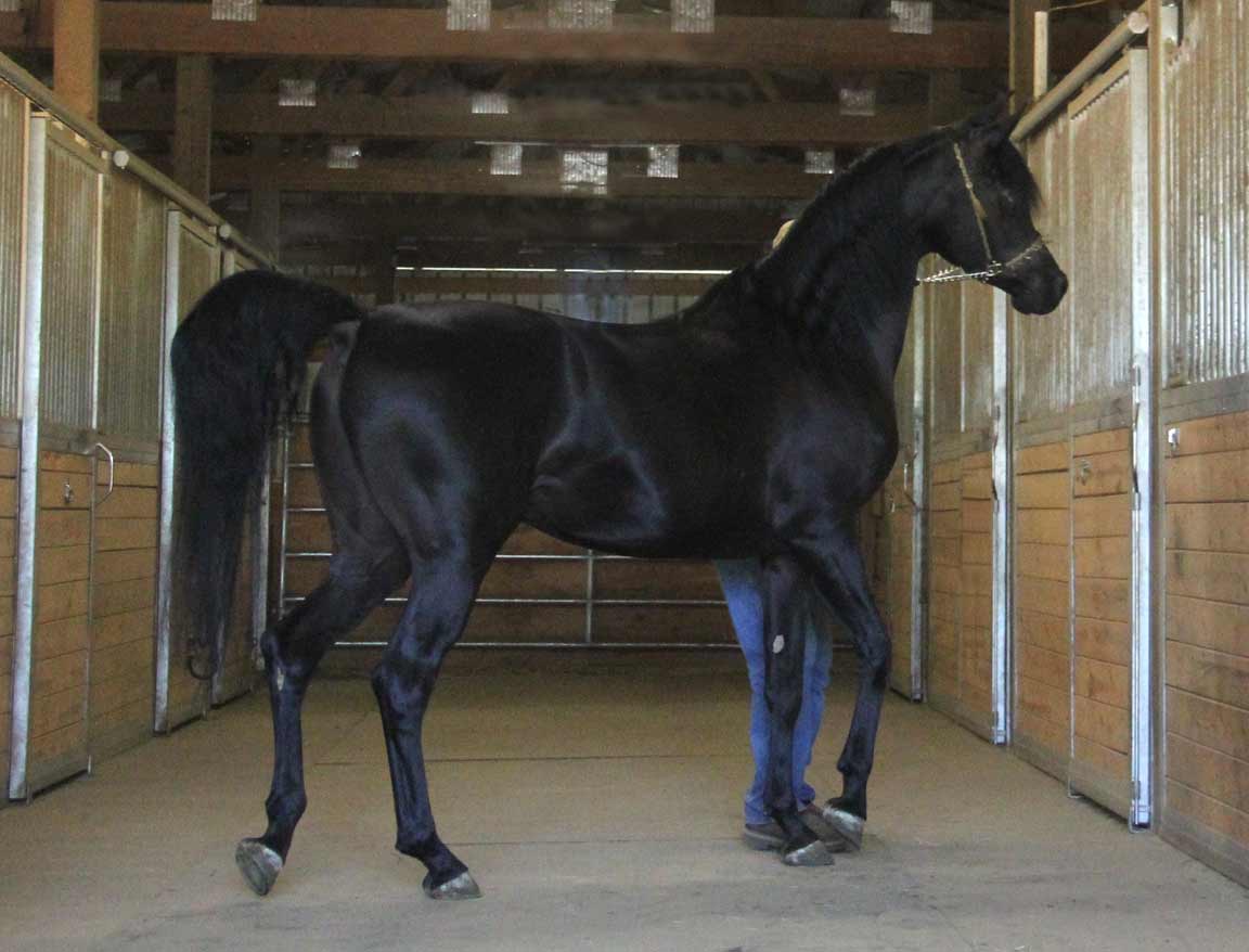 Homozygous black stallion HF Creed by Ferric
                    BP