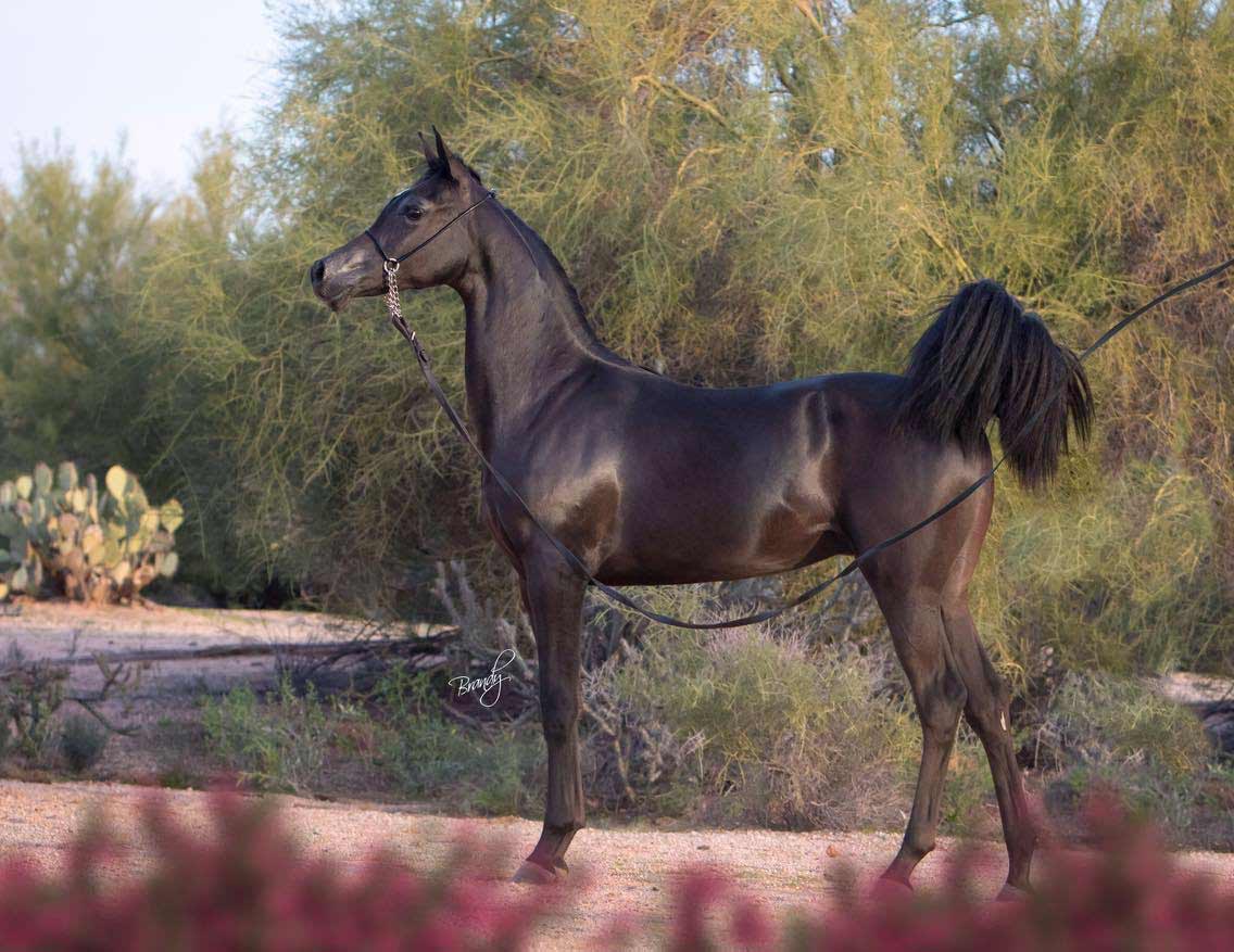 Creed by Ferric BP, homozygous black colt