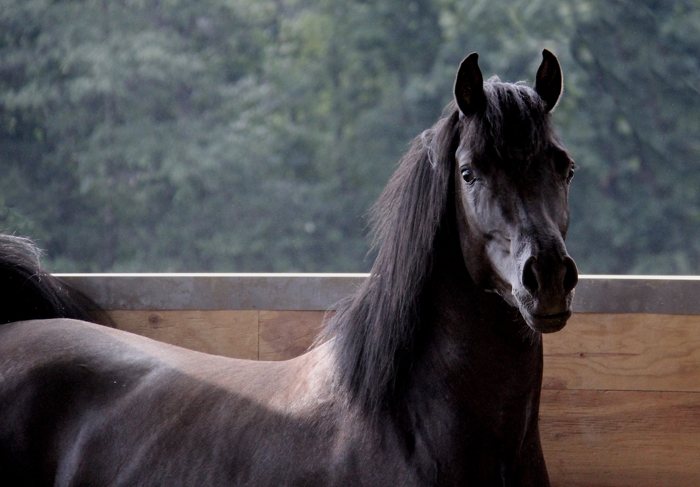 Homozygous
                            black colt by HF Creed