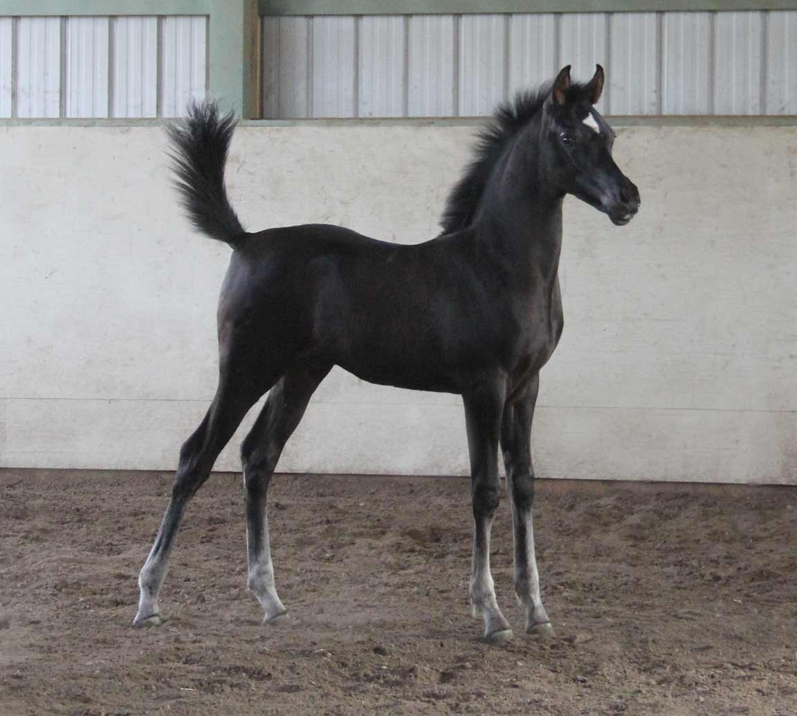 Homozygous black colt by HF CREED