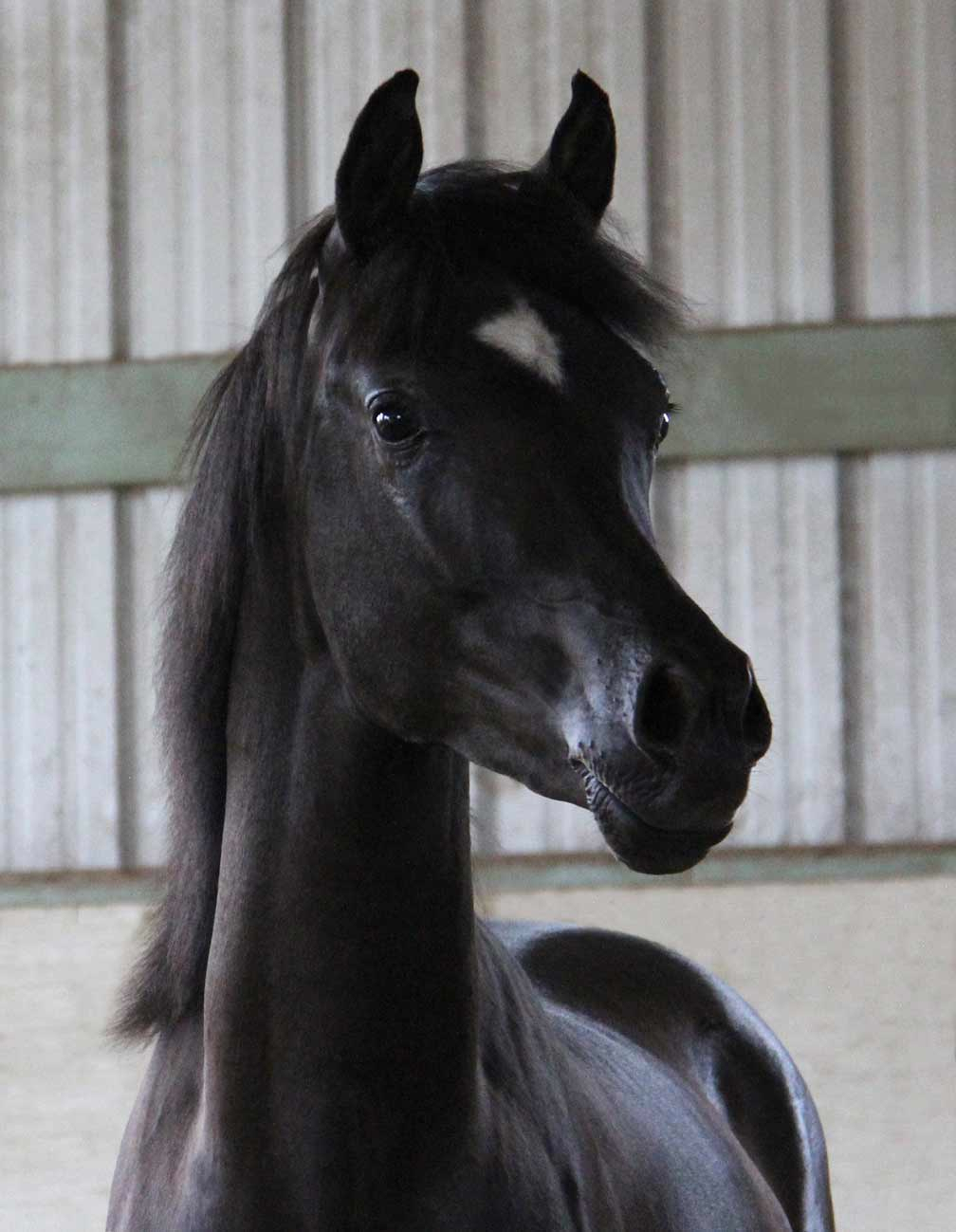 Creedence BP, homoztgous black colt by HF Creed