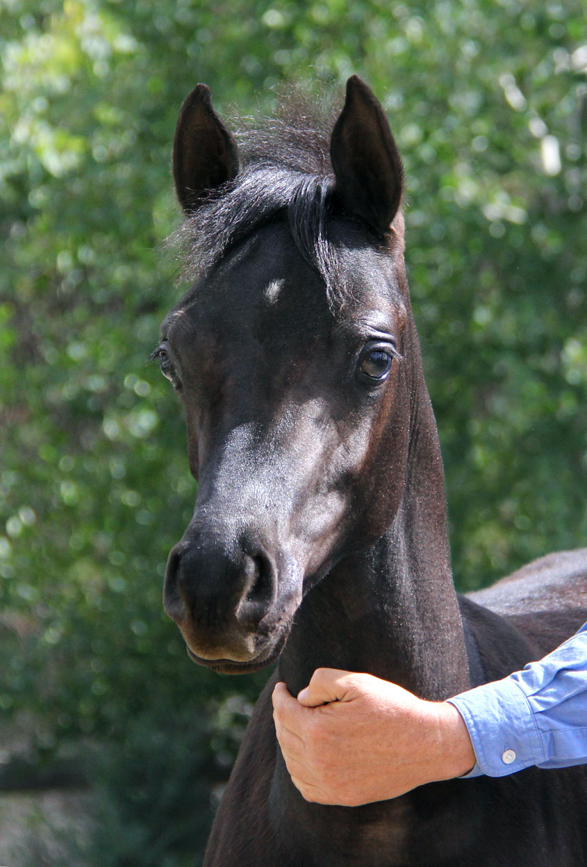 Dante BP, 2016 homozygous black colt by Ferric BP