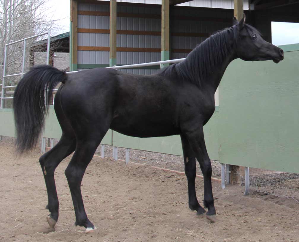Homozygous black colt by Ferric BP