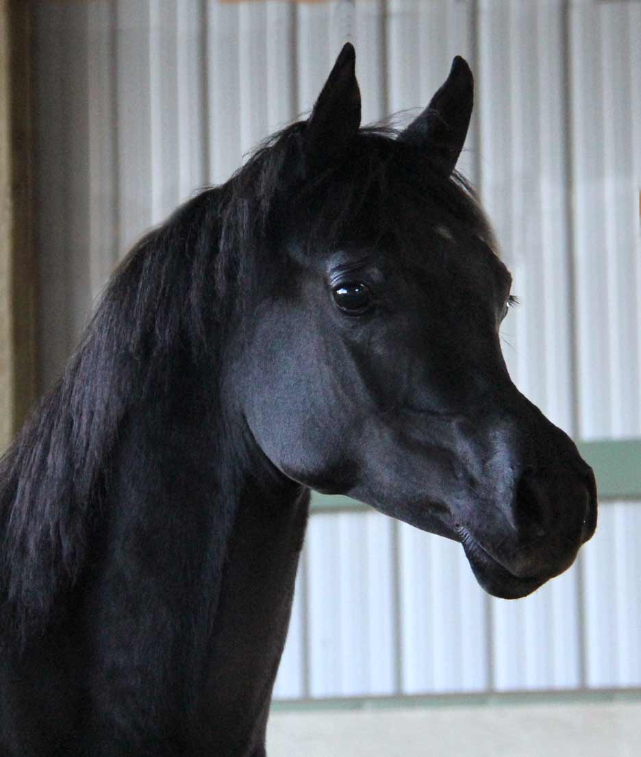 2016 homozygous black colt by Ferric BP