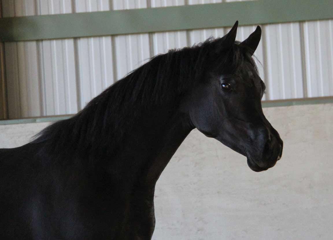 2016 homozygous black colt by Ferric BP