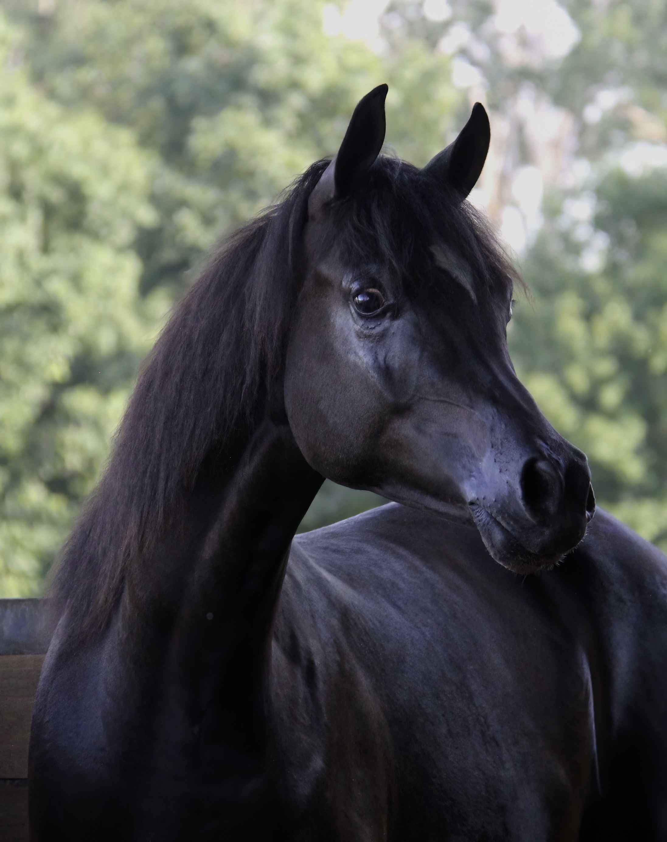 Homozygous black colt by HF Creed