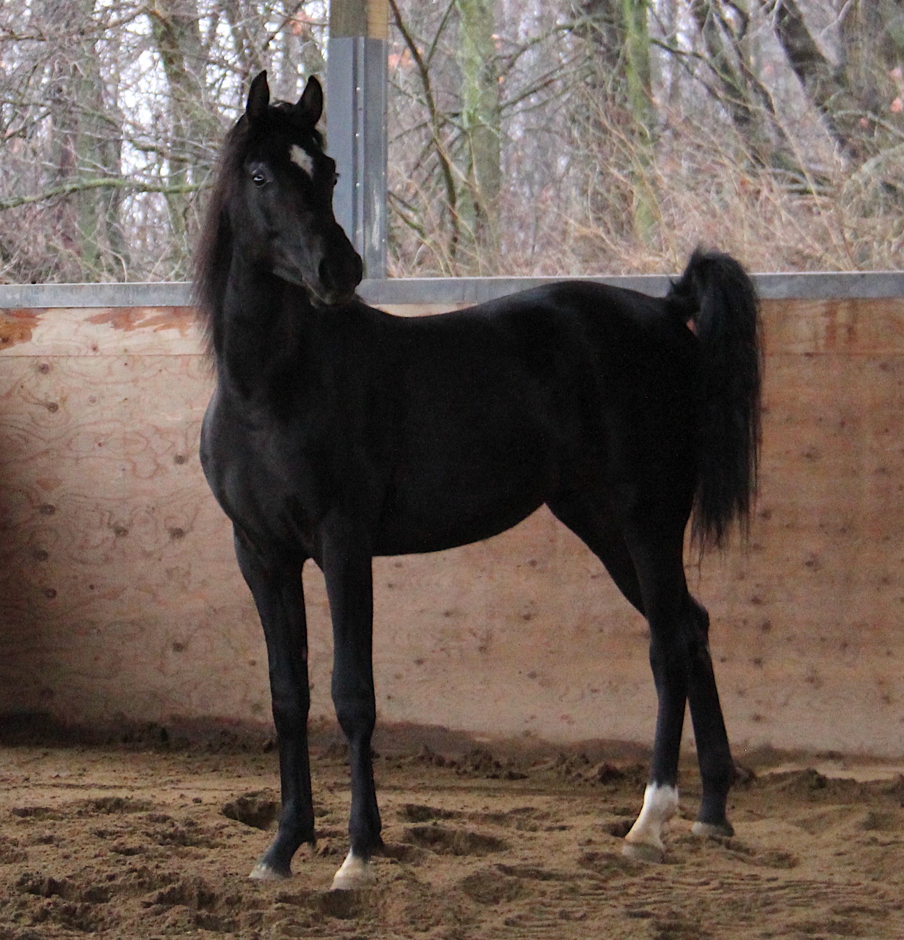 Homozygous black colt by HF Creed