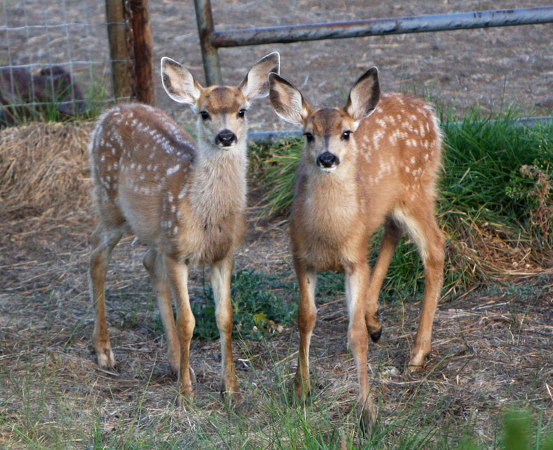 Twin mule deer fawns