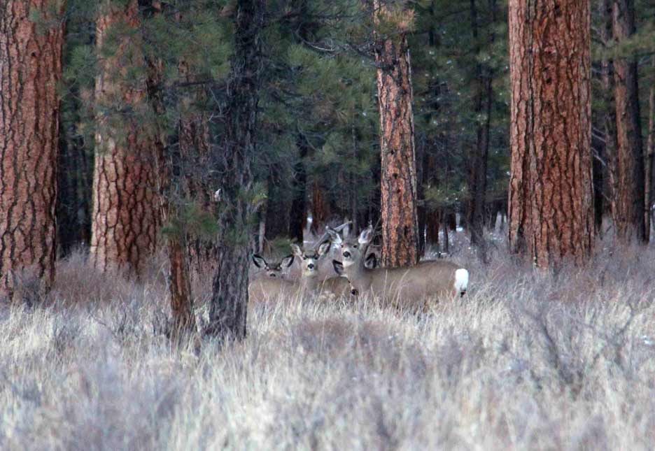 Mule deer amoung the Ponderosa pines of central Oregon