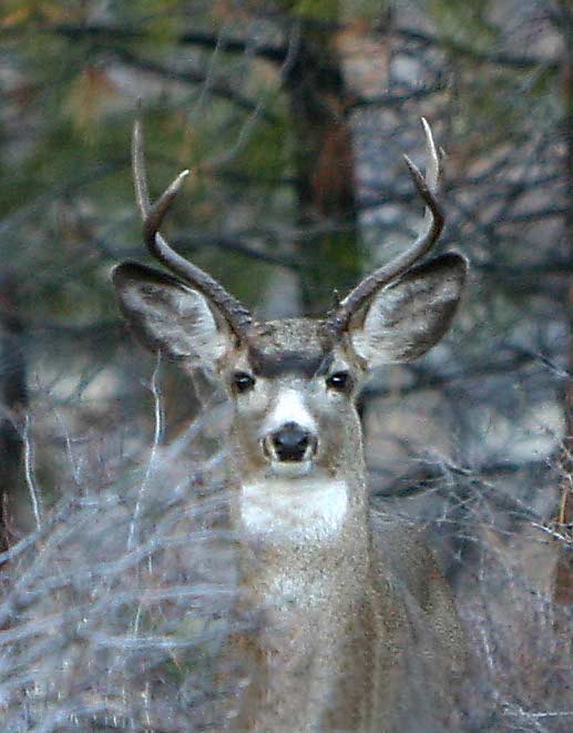 Deer 2007 buck