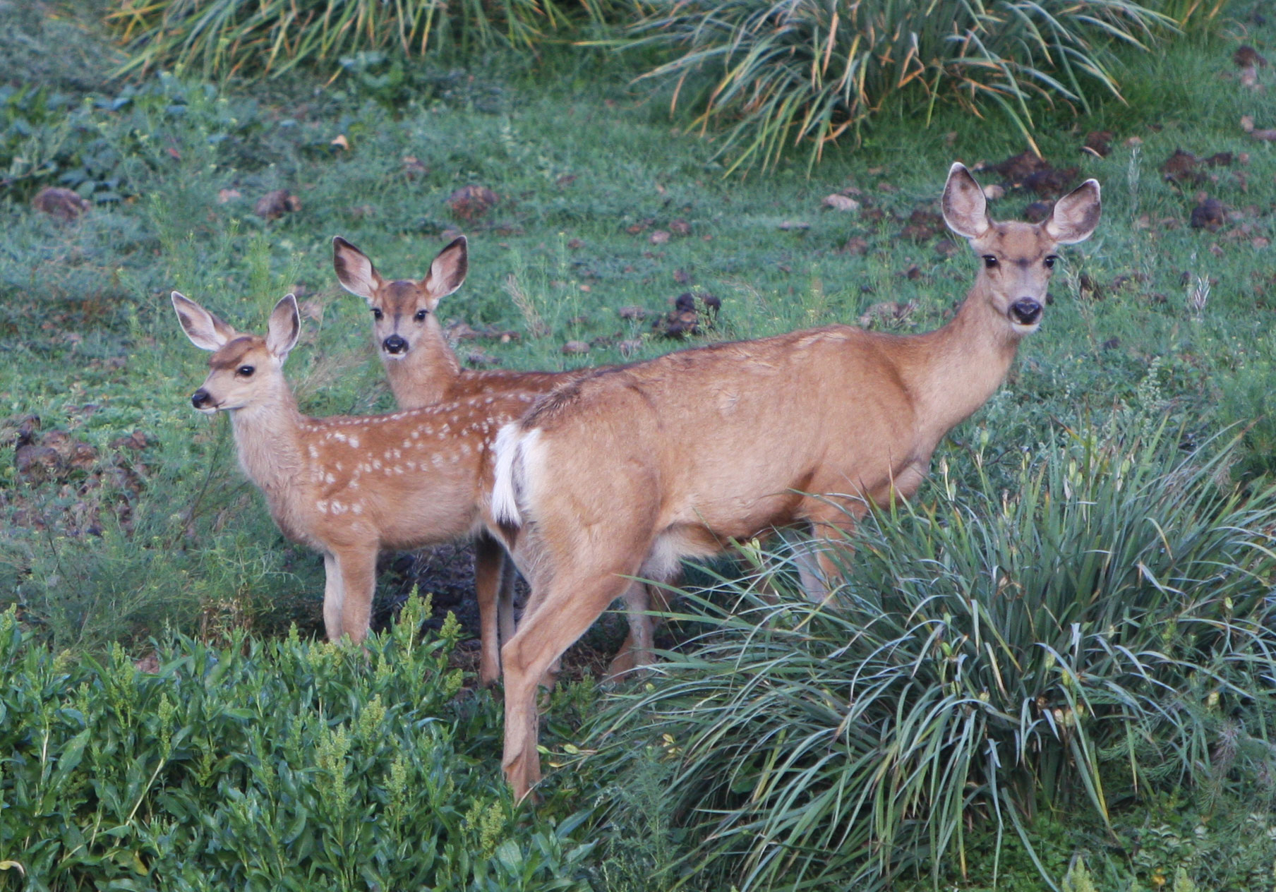 Mule Deer Doe and Twins