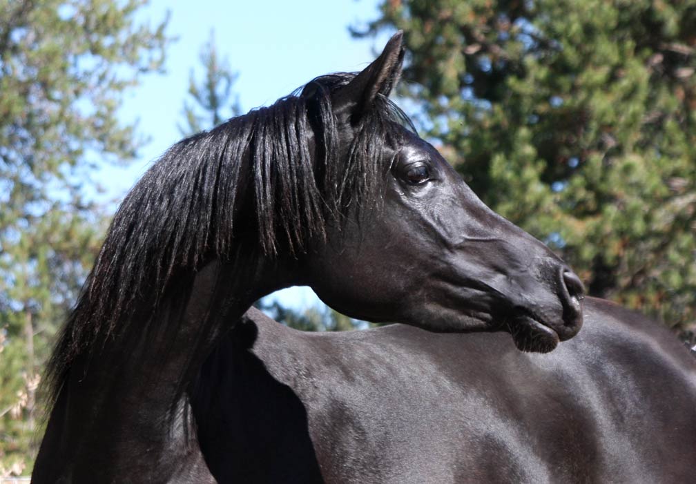 Homozygous black Arabian mare by Dreamcatcher SMF